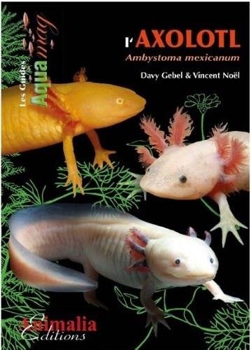L' axolotl