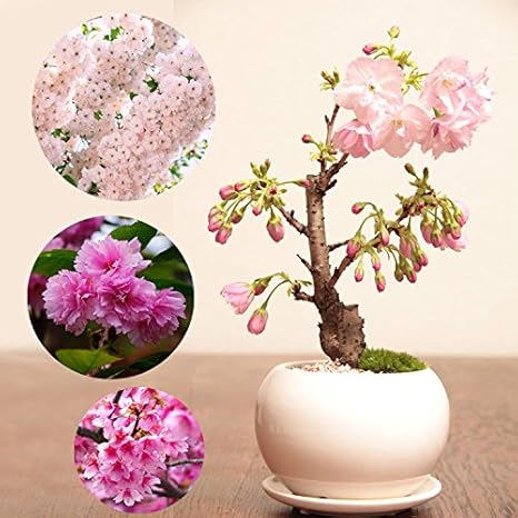 Amazon 盆栽木日本の桜種子10個3種類盆栽花桜珍しい種子盆栽家庭 庭2 盆栽