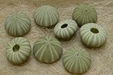 8 Pcs Green Sea Shell Seashell Urchins Beach Wedding Nautical