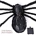 HOTSAN Giant Halloween Spider 50