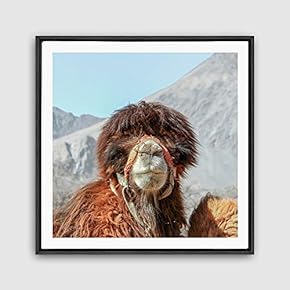 Framed Canvas Wall Art Alpaca Canvas Prints Home Artwork Decoration for Living Room,Bedroom - 16x16 inches