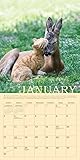 Image de Unlikely Friendships Wall Calendar 2016