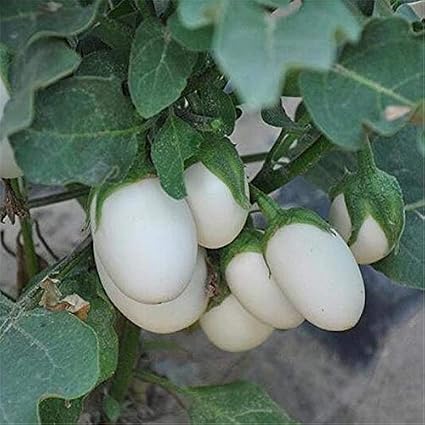 TOMHY 200 PC Negro Berenjena Bonsai, Bonsai Berenjena exótico ...