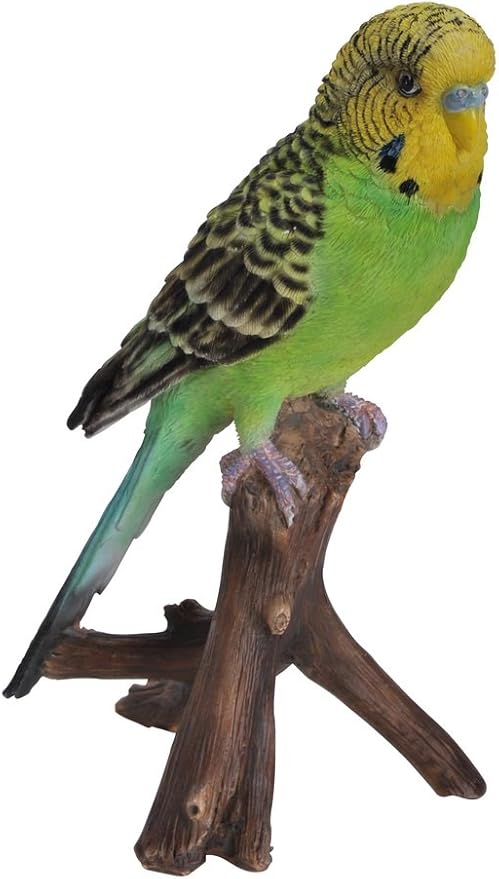 miniature budgies for sale