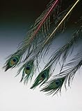 Peacock Feathers - Pack of 12