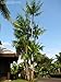 Seeds and Things 10 Seeds Acai Palm An Extraordinary Antioxidant-Rich Palm Fruit
