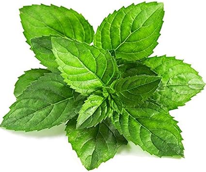 100 Semillas de menta verde menta comestible de semillas flor de ...