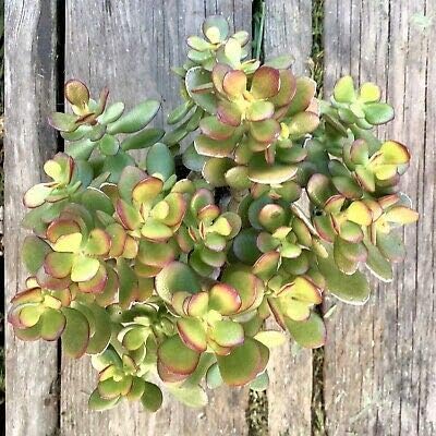 1 Crassula ovata 'Crosby’s Dwarf', Colorful Succulent Jade Plant, Shown in 4” Pot