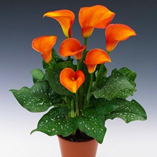 Qenci Flower Seeds, 100pcs Calla Lily Seeds Rare Flower Seeds Bonsai Potted Plant Perennial Flowers