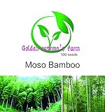 Golden autumn farm --100 Bamboo Seeds Green (Note: there are gift packaging )