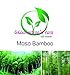 Golden autumn farm --100 Bamboo Seeds Green (Note: there are gift packaging )