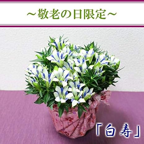 Amazon Co Jp フロリスト花正 敬老の日限定花鉢 リンドウ 白寿 5号鉢 ピック無し ホーム キッチン