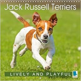 Jack Russell Terriers Lively And Playful 2018 Jack Russell