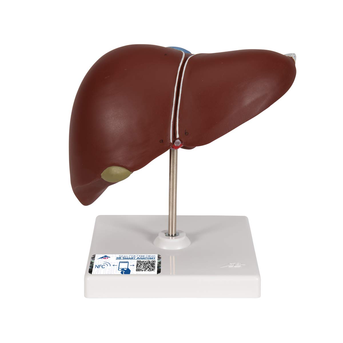 3B Scientific K25 Liver with Gall Bladder + free Anatomy App - 3B Smart Anatomy
