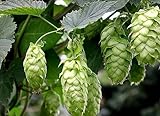 Beer Hops 10 Seeds- Humulus lupulus