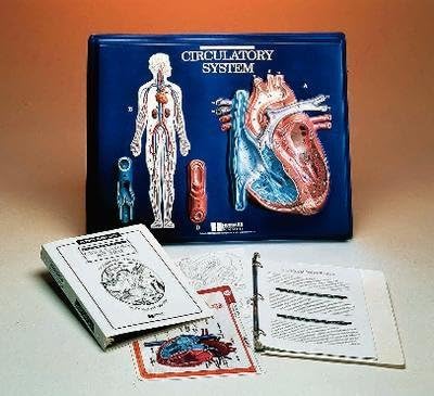 Circulatory System Activity - Human Anatomy Activity Models