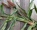 David's Garden Seeds Sorghum Mennonite D72604A (Multi) 200 Heirloom Seeds