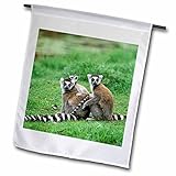 3dRose fl_72872_1 Garden Flag, 12 by 18-Inch, Madagascar, Antananarivo, Ring-Tailed Lemur, Primate-AF24 POX0084-Pete Oxford