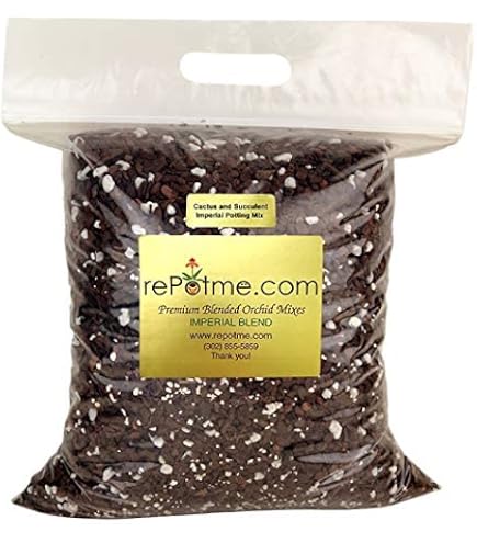 potted plant umbrella Cyperus alternifolius  Umbrella Papyrus (Live Potted Plant)  VIRIAR