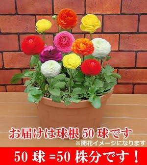 Amazon ラナンキュラス 超お買い得につき 色はミックスね 関東甲信越地域以外は出荷地からの関係で別途送料が発生します 球根