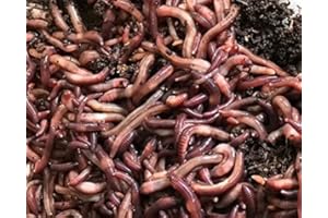 VERMI-FUTURE® Red Wigglers Live Composting Worms 1/2lb (Approx. 500) – Efficient Organic Waste Decomposition - Sustainable So