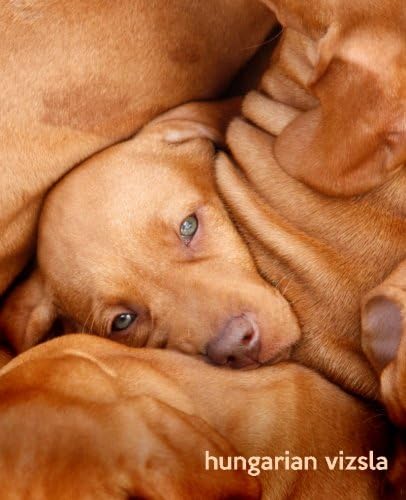 Hungarian Vizsla: A Gift Journal for People who Love Dogs: Hungarian Vizsla Puppy Edition (So Cute Puppies)
