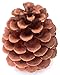 Natural Ponderosa Pine Cones Unique Home Holiday Decoration 3 to 4