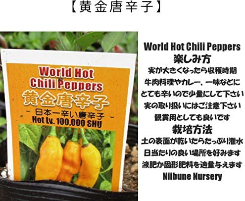 Amazon Co Jp 辛とうがらし 黄金唐辛子 9cmポット苗 ホット ペッパー トウガラシ 唐辛子 Diy Tools Garden