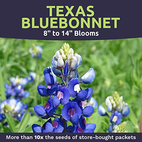 Texas Wildflower Seeds Bulk 1/4 Pound Bag Over 4,000