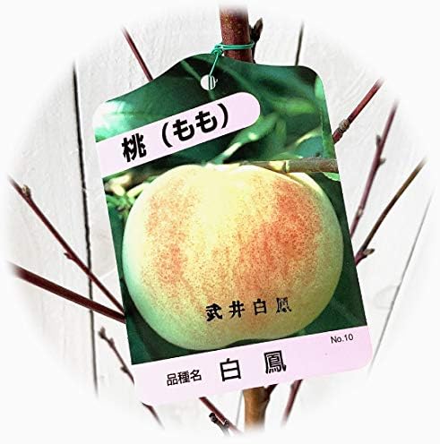 ブルーベリー 2品種セット 樹高0.3m前後 13.5cmポット （ティフ ...