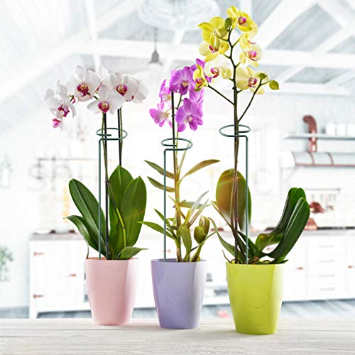 5 Pack Plant Support Stakes, Metal Single Stem Plant Support Stakes Garden Plant Cage Support Rings for Flowers Tomatoes Peony Lily Orchid Rose etc. (5Pcs Single Stem Plant Support)