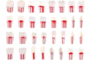 Teeth Model，32Pcs Dental Root Canal Pulp Cavity Teeth Model Dental Root Canal Pulp Cavity Practice Endodontic Pulp-Opened RCT
