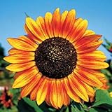 Park Seed Velvet Queen Sunflower Seeds, Easy to