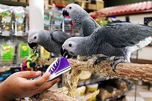 4 Birds+LOVE+Sneakers+Ferrets+Rabbits