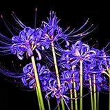 super 50Pcs Bulbs Lycoris Radiata Spider Lily Bulb Seeds Garden Flower Plants Seed Blue