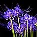 super 50Pcs Bulbs Lycoris Radiata Spider Lily Bulb Seeds Garden Flower Plants Seed Blue