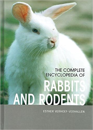rabbits rodents