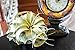 Tillandsia Xerographica Air Plant, Tillandsia Air Plants Live Large Indoor Plants Live Houseplants, Exotic Plants for Succulent Terrarium, Fairy Garden Decor, Succulents Live Plants by Plants for Pets