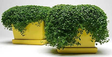 Amazon アリ アブラムシ除けにもなる 宿根草 ハーブ コルシカミント 1株 花 Amazon アリ アブラムシ除けにもなる 宿根草 ハーブ コルシカミント 1株 花