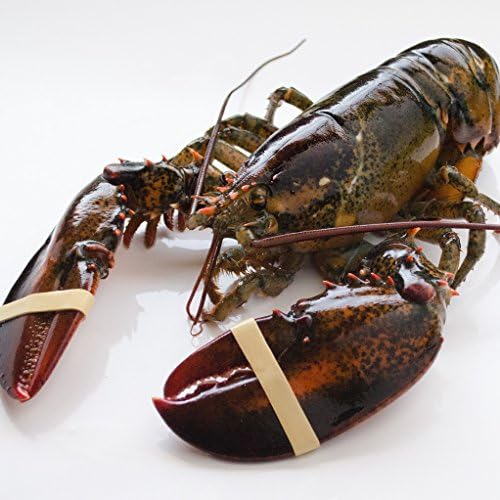 新作続 天然活オマール海老 500g 2尾 カナダ産 魚活 活物専門商社