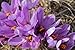 Kiva Gourmet Spanish Saffron - Premium Grade (1 gram)