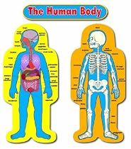 Carson Dellosa Child-Size Human Body Bulletin Board Set (3215)