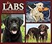 Just Labs 2020 Box Calendar (Dog Breed Calendar) by 