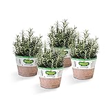 Bonnie Plants Lavender Herb Plants - 4 Pack Live Edible Aromatic Plants For Cooking & Crafts