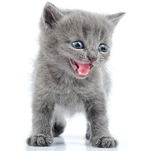 On Sale Autocollant Sticker Voiture Moto Animal Animaux Bebe Chat Chaton Gris Enfant Invital Sk