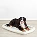 Amazon Basics Padded Pet Bolster Bed, 46 x 28 inches