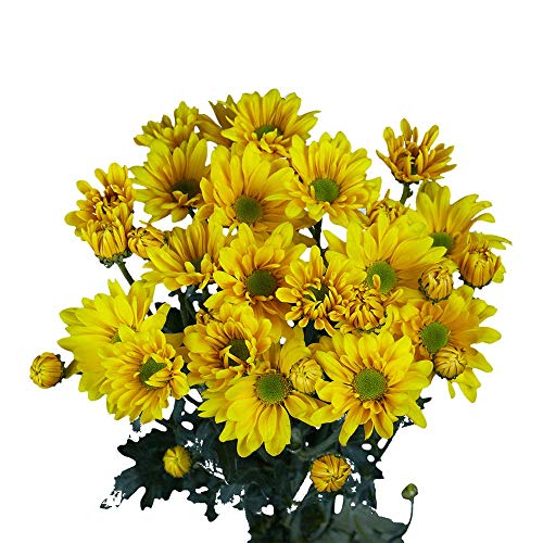 GlobalRose 72 Blooms of Yellow Daisy Pom Poms 18 Stems Fresh Flowers