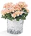 SURREAL Planters VB-8 Vertical Planter, 9-Inch, Birch