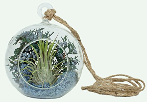 Hinterland Trading Blue Spruce Christmas Air Plant Ornament Terrarium Hinterland Trading Blue Spruce Christmas Air Plant Ornament Terrarium