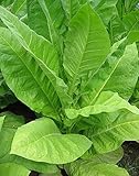 Pennbel 69 Tobacco ~100 seeds